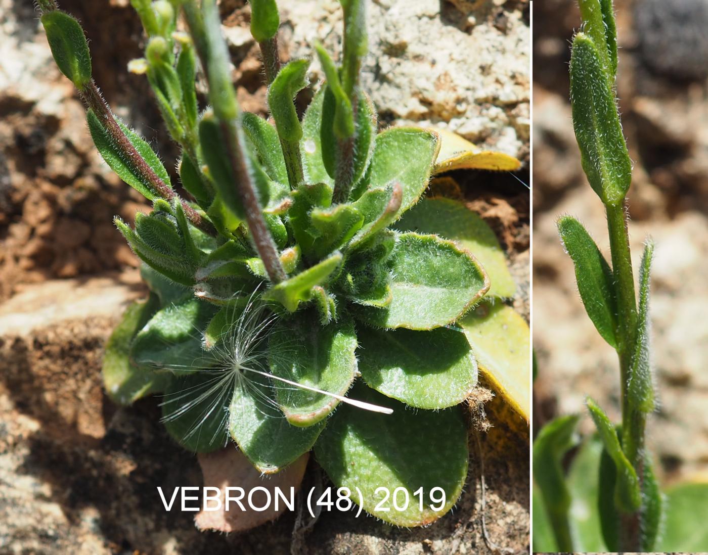 Rock-cress, Hairy leaf